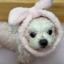 독스하트 구리 | 독스하트 구리 서비스 구성이 한눈에 보인 곳