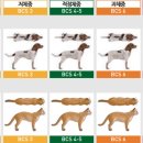 펫스티벌 동물병원 이미지