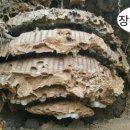 왕대박 이미지