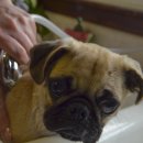 목욕하는 강아지 이미지