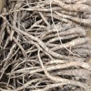 강원도 정선 겨울에 좋은 4년차 약도라지 이미지