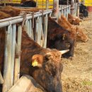 와우목장 이미지