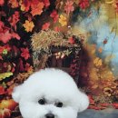 울알라애견미용 이미지