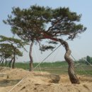 좋은소나무 이미지