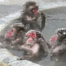 금주 최고의 야생동물 사진: 원숭이의 온천욕, 활발한 카카포(올빼미앵무), 위장한 올빼미 이미지