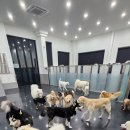 어뮤즈퍼피 이미지