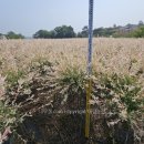 버들농원 이미지