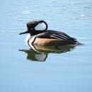 낙동강오리알 이미지