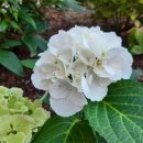 오성2농장 이미지