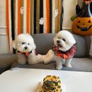 축하하개 이미지