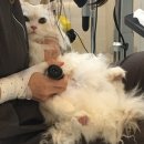 스프링그루밍 이미지