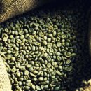 커피체리 이미지