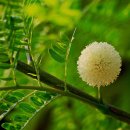 타마린드 이미지