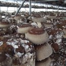 대곡농장 이미지