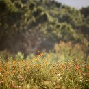 호동골공원 이미지