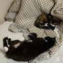 조이그루밍 | 고양이 피부 발진 | 고양이 피부 발진/탈모 원인 및 치료 후기 ( 노령묘 넥카라 사이즈 )