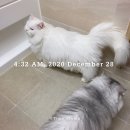 냥아치냥 이미지