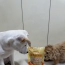 펫마루 | 🐶 강아지 요거트 추천 :: 펫라벨 그릭요거트 체험단 후기! 입맛 까다로운 마루도, 변비 있던 호두도 잘...