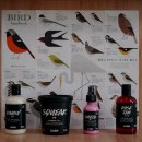 러쉬(LUSH) | 러쉬 세일 2026 후기 💖 LUSH 러쉬멤버쉽 혜택