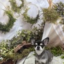 털뭉치이발소 이미지