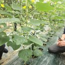 명욱농장 이미지