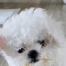 빵두