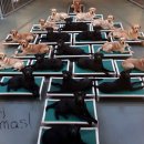 도그트리 이미지