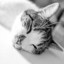 배박사 동물병원 이미지