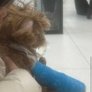 신탄진동물병원 이미지