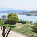 남한강물고기 | 여주 :: 신륵사 관광단지의 벚꽃과 탁 트인 남한강 경치 (feat. 화성 용주사)