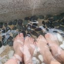 대우아산 이미지