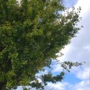 동광리-8 이미지