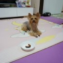 까까먹개 이미지