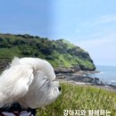 [제주도] 애견동반 제주도 여행 prologue (feat. 복순이)