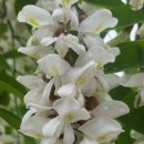 오월의 언덕 이미지