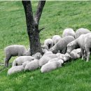 도봉목장 이미지