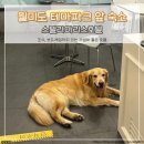 에이치워시타운 | 월미도 숙소 - 가성비 좋은 스텔라마리스 후기 (테마파크 앞, 조식무료)