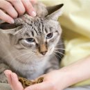 강아지분양 고양이분양 멍앤냥 수원점 네이버블로그