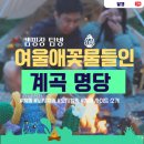유튜버들이 많이 찾는 계곡 애견동반 캠핑장 - 여울애꽃물들인