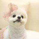 피엔피PC 이미지