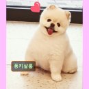 퐁키살롱 네이버블로그
