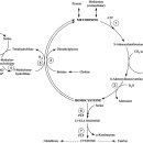 Re:Re:Re:Methionine, SAMe, Homocysteine, and the Methionine Cycle 이미지