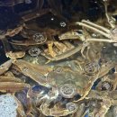 대게나라 발산점 이미지