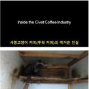 사향고양이 루왁커피의 역겨운 진실 이미지