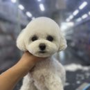 펫마트 강아지 논산점 이미지