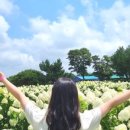 아라리호프 이미지