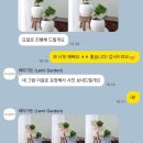 w9. 상견례 선물 추천/ 레미가든/ 상견례 해송분재/ 소나무분재 보자기포장 선물