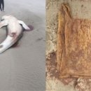 (주)고래상어