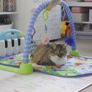 산책하는 고양이 이미지