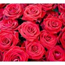 로즈(Rose) 이미지